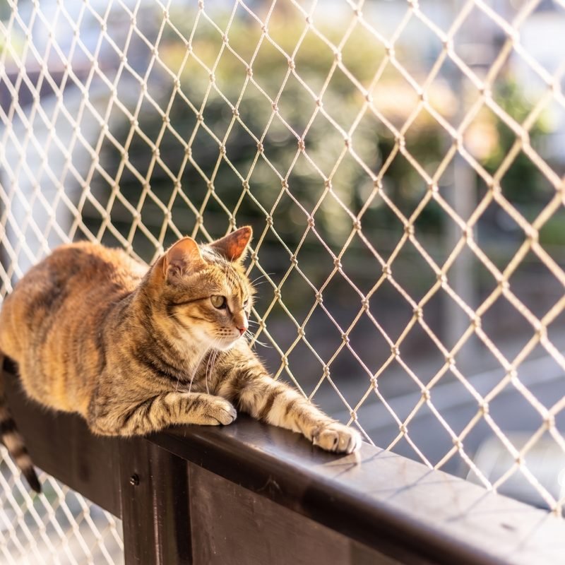 Rede de proteção para gatos